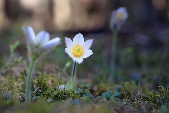 sasanka wiosenna Pulsatilla vernalis
