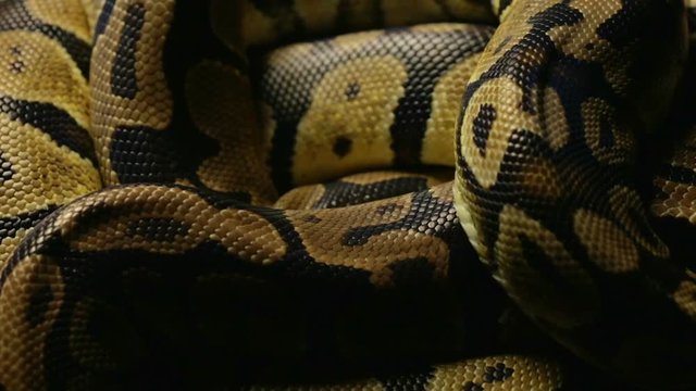 Pattern of python's snakeskin