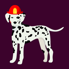 Dalmatian in the fair cask