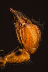 Scorpion Fly, Common Scorpionfly - male abdomen