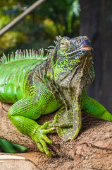 beautiful Iguana close-up portrait