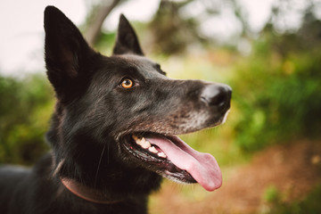 Belgian shepherd dog portrait