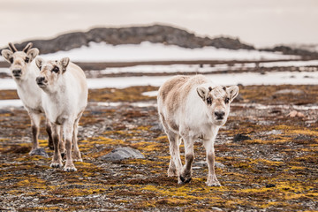Renifery na wiosennej tundrze © blackspeed