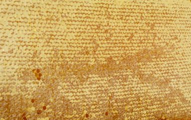 Raw pure bee honeycomb  honey  textured background