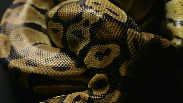 Texture of python's snakeskin in shadow
