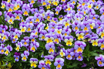 Viola is beautiful flower and bright colorful in summer.