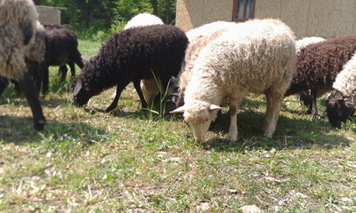 Obraz premium a herd of sheep