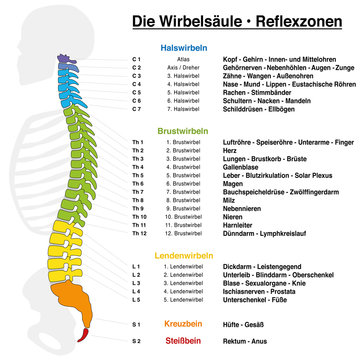 Backbone reflexology chart with accurate description of the corresponding internal organs and body parts, and with names and numbers of the vertebras. GERMAN LANGUAGE.