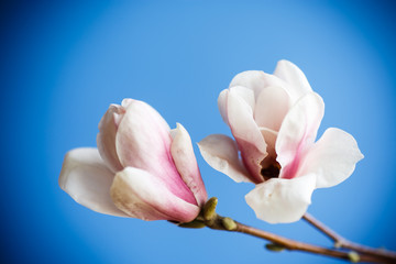 Obraz premium Beautiful pink magnolia flower