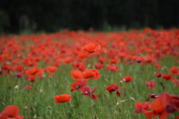 coquelicots, Carpentras