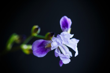 beautiful violet iris flower