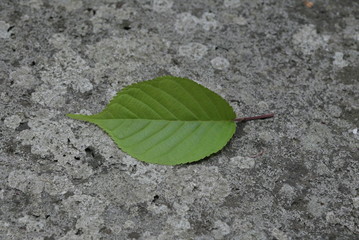 一枚の葉