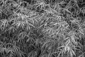 Black and white Bamboo leaves pattern texture background.