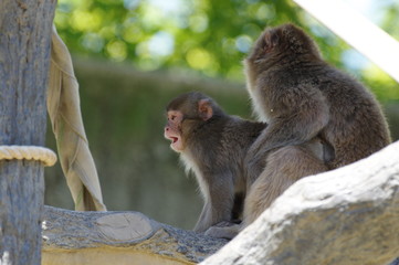 ニホンザルの親子