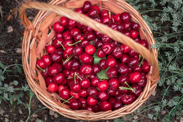 Top view of basket with ripe red sweet cherries