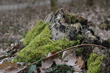 Karries, Baum, Moos, morsch, grün, Wald