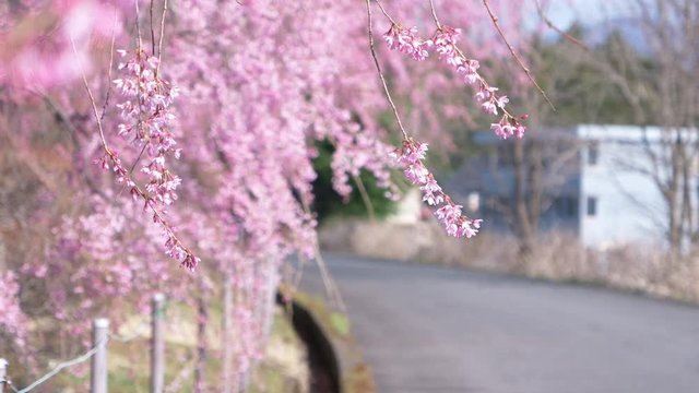 Weeping Cherry Blossoms Swaying in the Wind with a Defocused Country Road in the Background