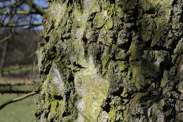 Baumrinde, grün, Narben 