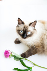Beautiful cat siamese with pink peony flower in her hand