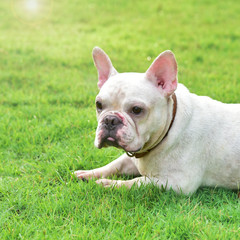 french bulldog on  grass field