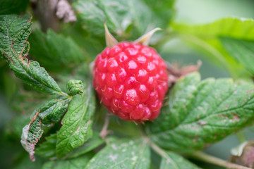Close up of organic raspberries growing on branch