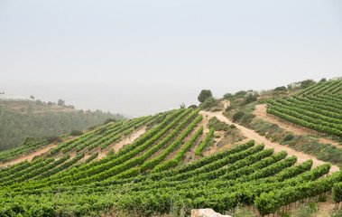 Vineyard Terrace at Judaean Mountains. Israel