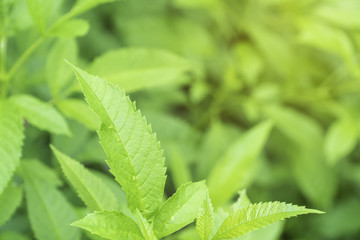 Closeup Natural view of green leaves in garden at summer sunlight for backgrounds and wallpapers. With copy space for your text message or content. Soft Focus.