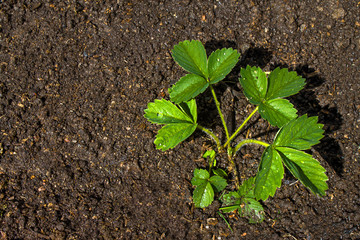 Strawberry Plants grows in the ground