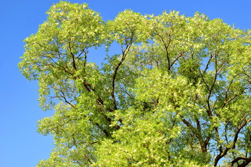 Willow tree blooms, covered with down in the spring