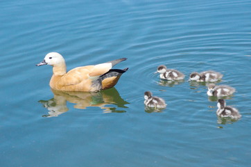 Duck ruddy Shelduck with Chicks swimming on a lake. 