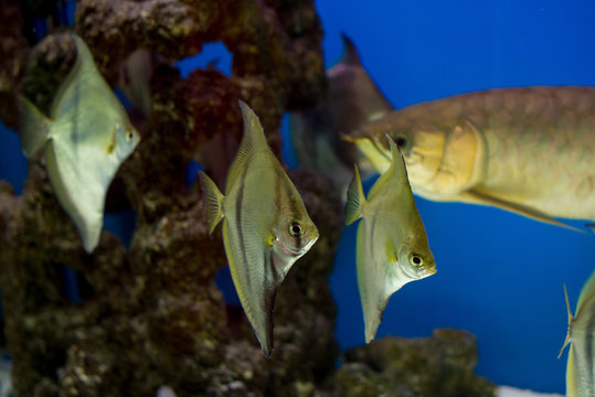 Aquarium fish monodactylus argenteus, Arowana in the background