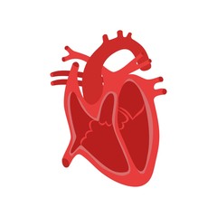 Part of the human heart. Anatomy. Diastole and systole.Filling and pumping of Human Heart structure anatomy anatomical diagram