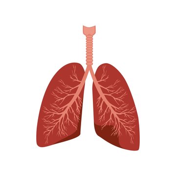 Human lungs isolated in the white background