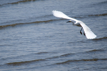 低空飛行のコサギ