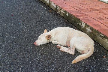 the white dog sleep alone  on the street