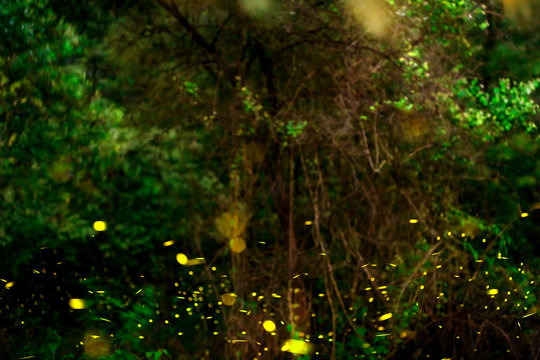 firefly flying at the forest in Thailand © songphon