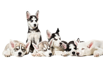 Cute Siberian husky puppies on white background.