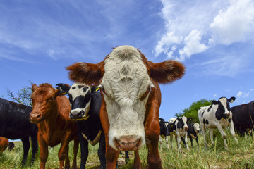 Steers fed on pasture, La Pampa, Argentina