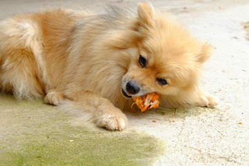 The brown dog is eating delicious chicken bone on the concrete floor.