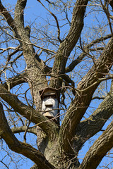Beehive deck on a big oak tree. Spring