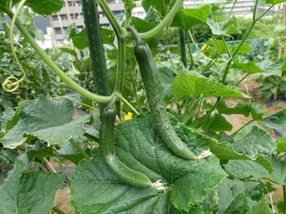 畑のキュウリ