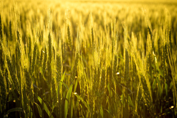 field with unripe wheat at sunset, closeup