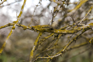 Almond tree twisted branches and twigs covered with yellow green moss