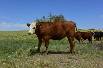 Fototapeta premium Steers fed on pasture, La Pampa, Argentina