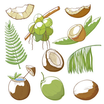 Coconuts hand drawn set