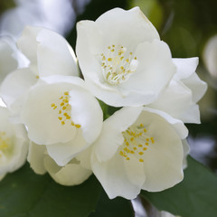 Jasmin-Blüten