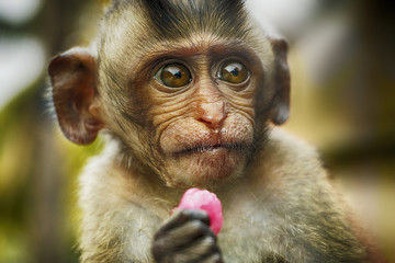 Baby monkey eating candy. Close up