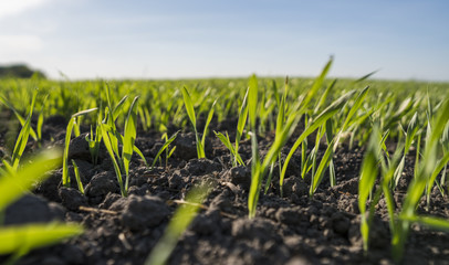 Young wheat seedlings growing in a field. Young green wheat growing in soil. Close up on sprouting rye agricultural on a field sunny day with blue sky. Sprouts of rye. © Volodymyr_sh