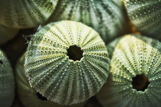 skeleton of a see urchins in shades of green color on a beach sand 