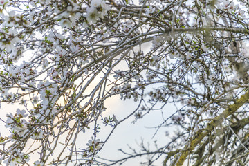 Focus on branches of pale almond tree bloom on a tree branch with plenty of light behind
